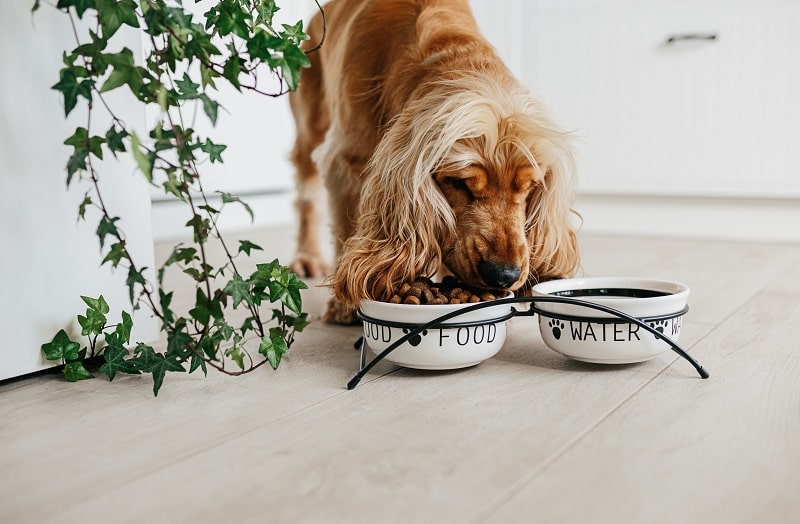 Are Black Beans Safe for Dogs to Consume?
