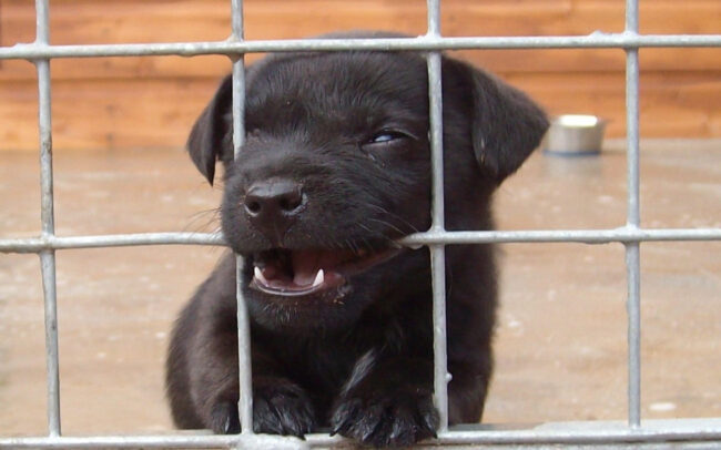 Puppy tantrums in a crate