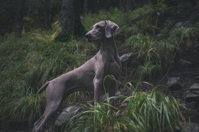 blue great dane puppies for sale in texas