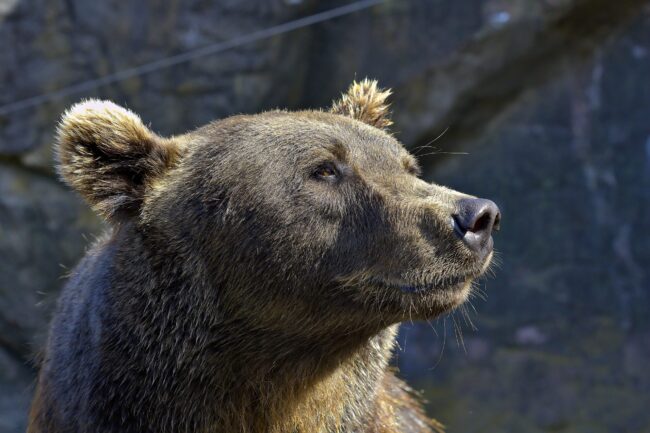 Why Do Bears Like Honey