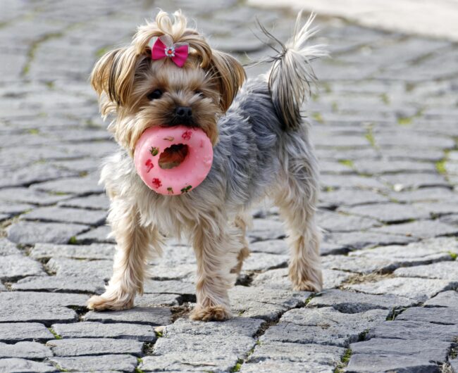 Best Scented Dog Toys