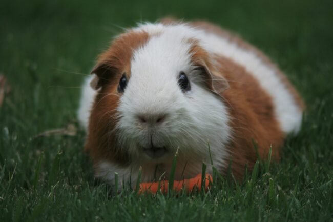 Can Guinea Pigs be Potty Trained