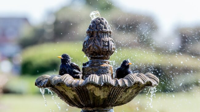 How To Keep Fountain Water Clean For Birds