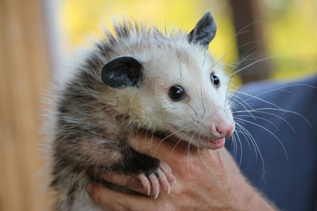 Can You Eat Possum Meat? Here's The Truth - MyCuteAnimals