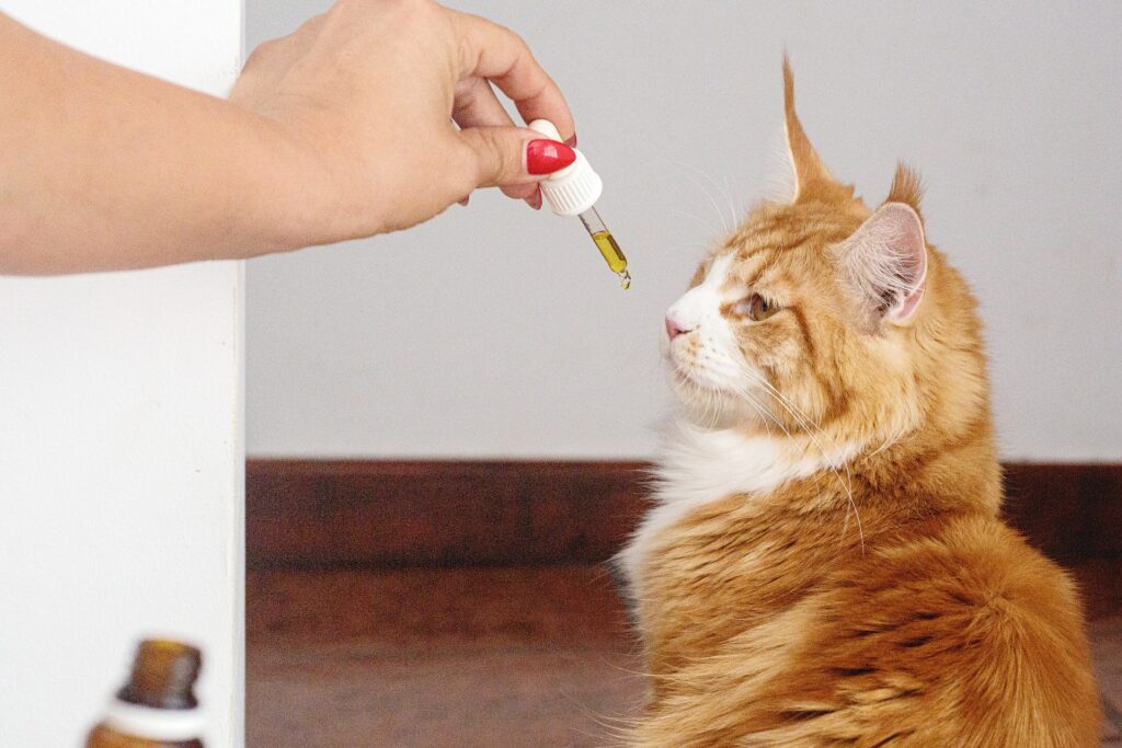 Is Geranium Oil Safe For Cats