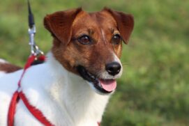 Are Jack Russell Terriers Hypoallergenic