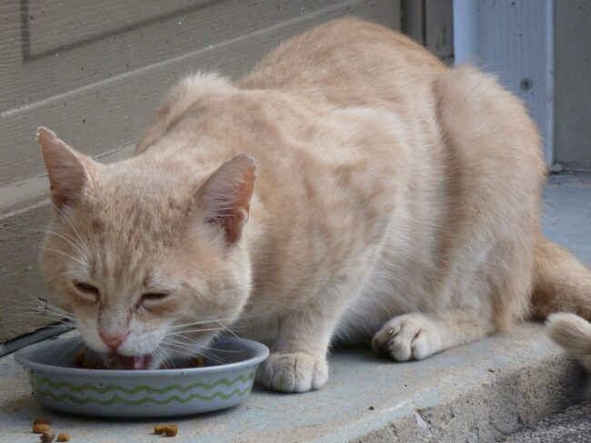 Stray Cat Eating Syndrome