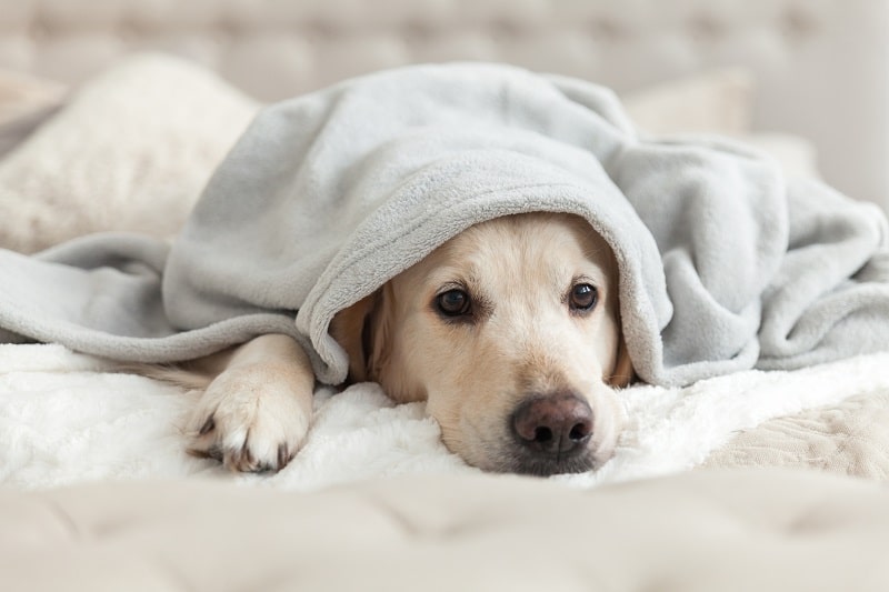 golden-retriever-dog-on-bed