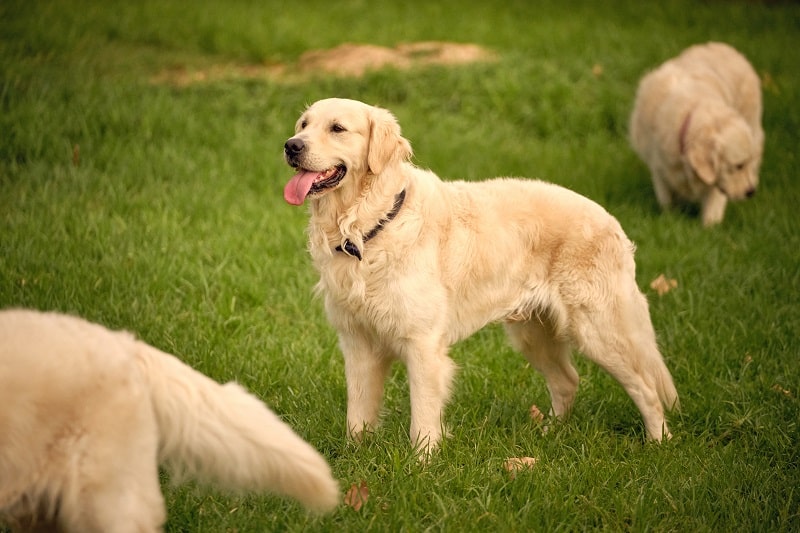 golden-retriever-dogs