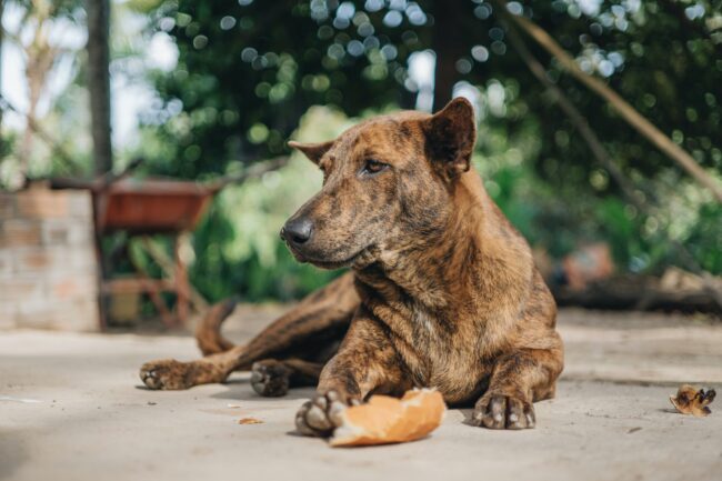 How To Feed A Dog With Vestibular Disease