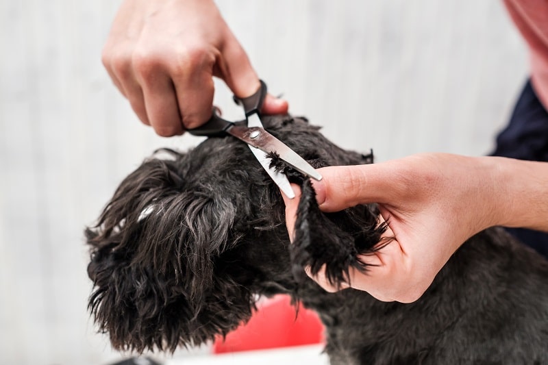 How Much To Tip Dog Groomer?