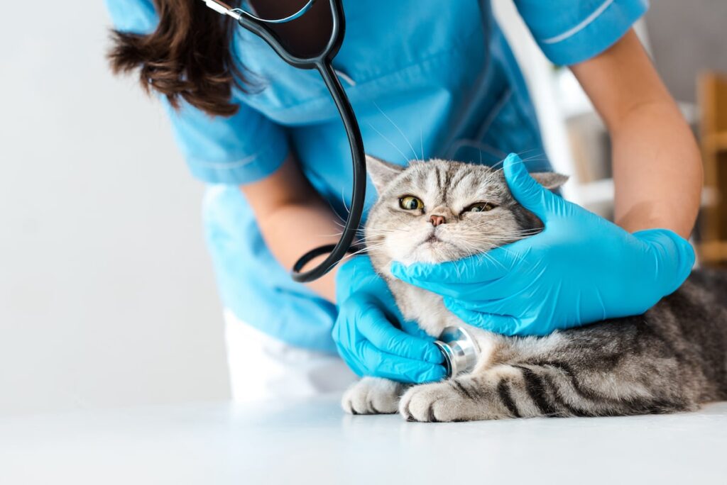Why Your Cat is Sneezing Blood