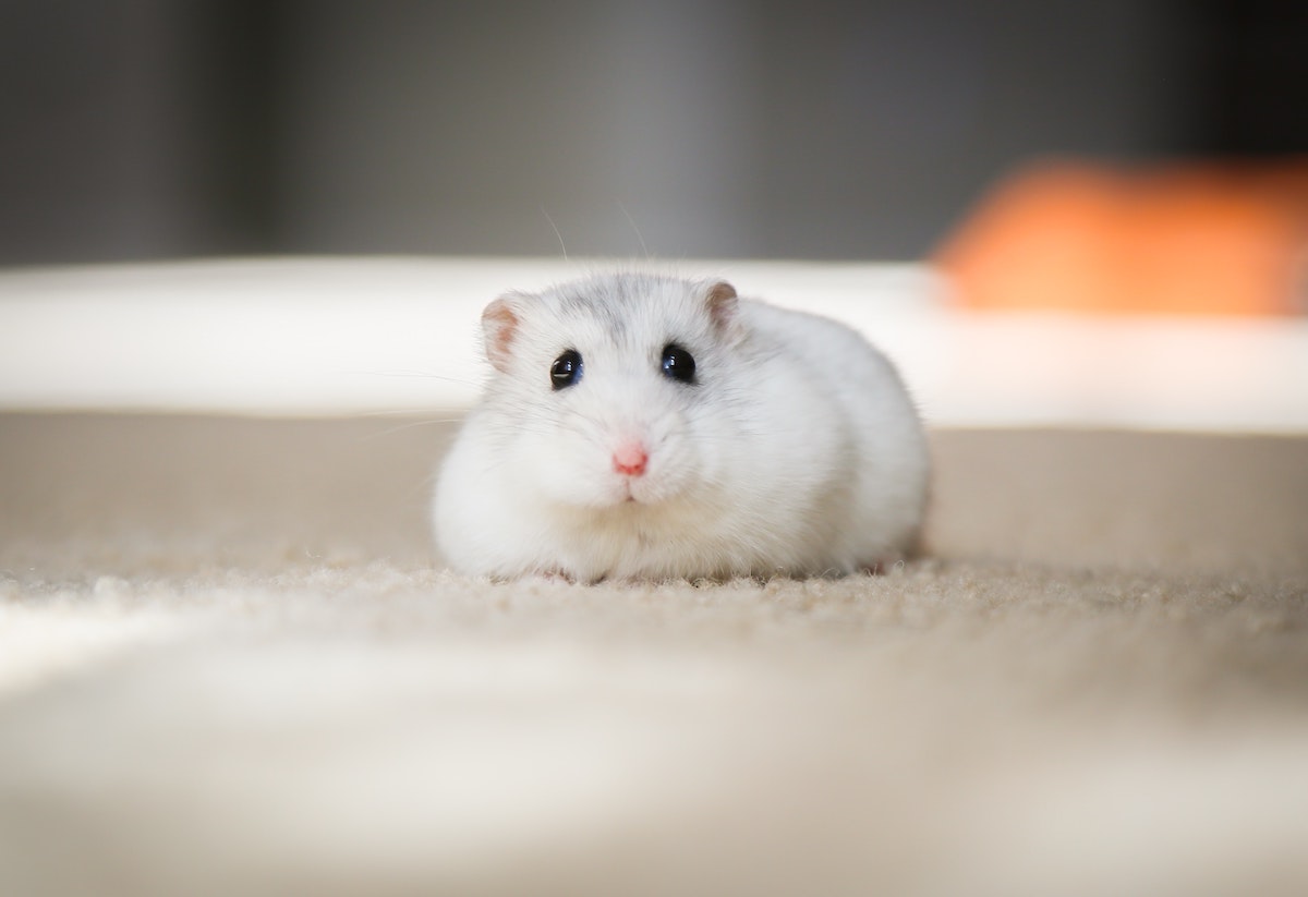 How Much Do Hamsters Cost?