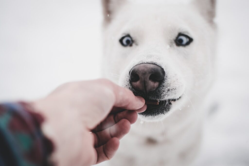 How Long Can A Dog Go Without Eating?