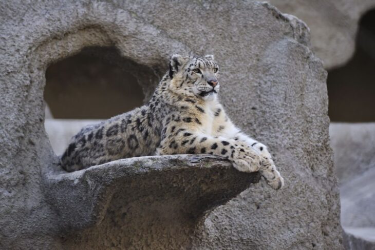 Why Are Snow Leopards Endangered?