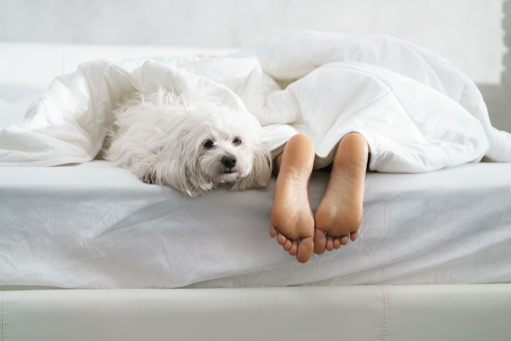 Why Do Dogs Sleep At Your Feet