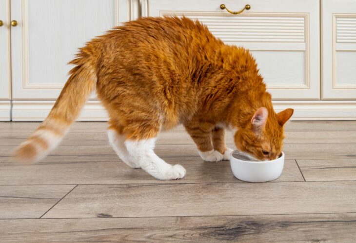 Can Cats Eat Oatmeal?