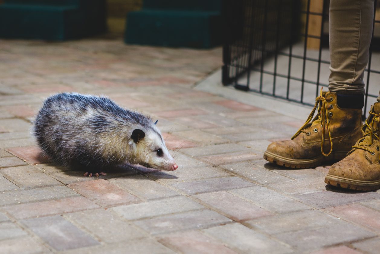 What Do Opossums Eat?