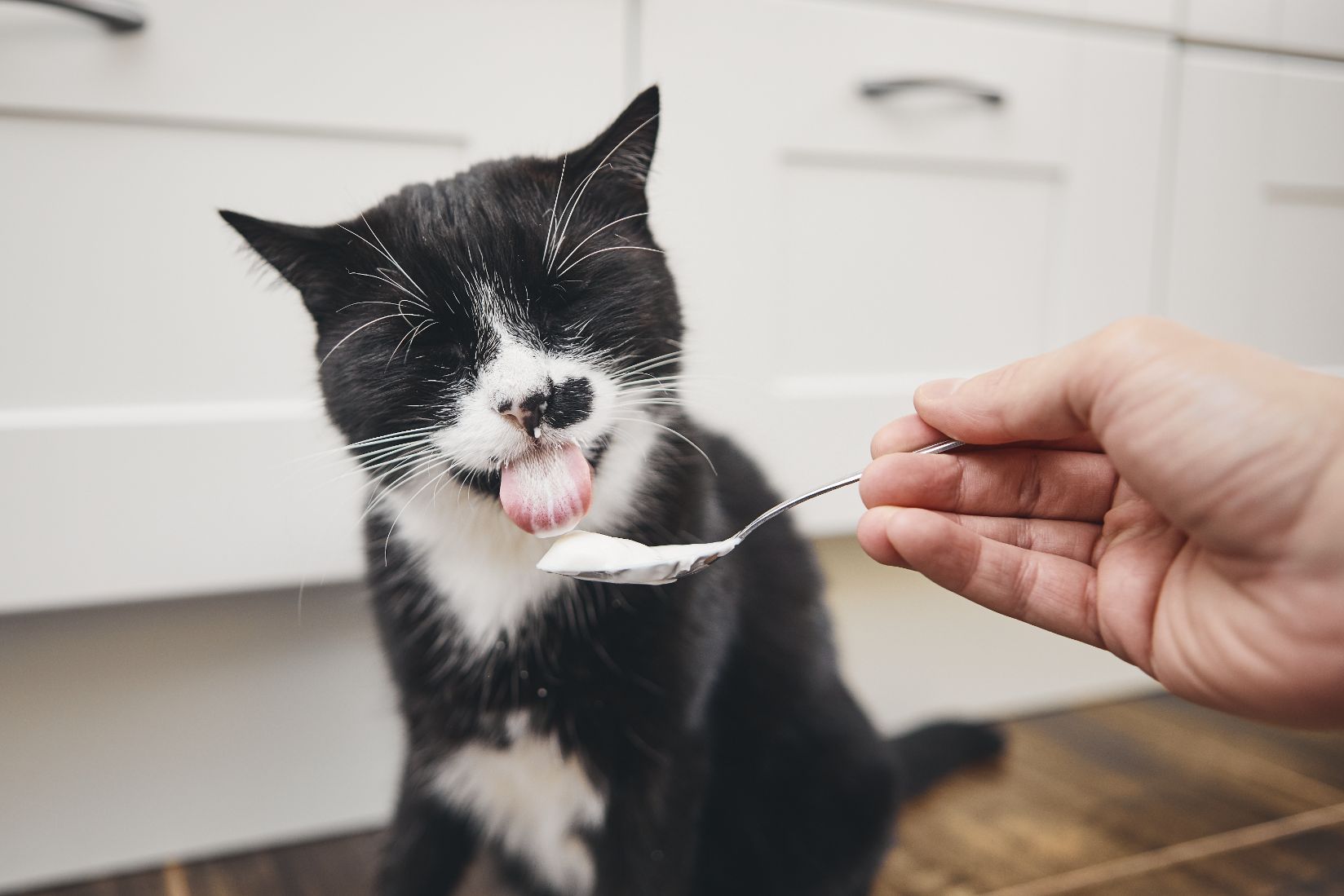 cat cats eat yogurt