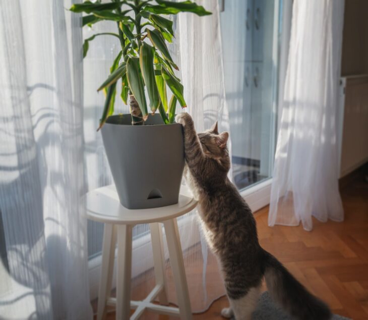 Is Bamboo Toxic To Cats?